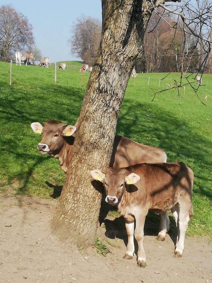 Appartamento Billenberghof St. Gallen Esterno foto